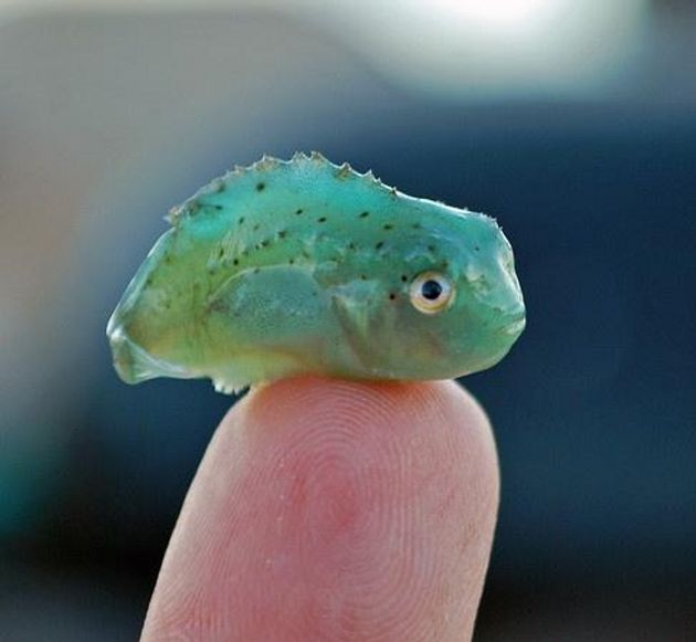 A tiny fish