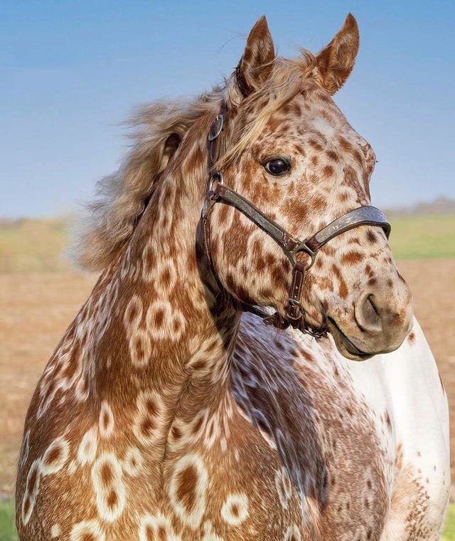 Giraffe-looking horse