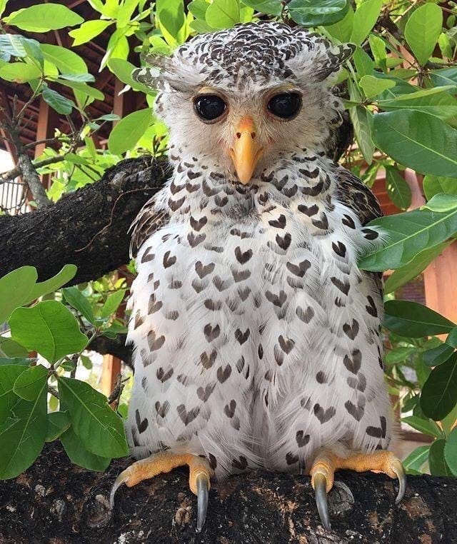 Heart textured owl