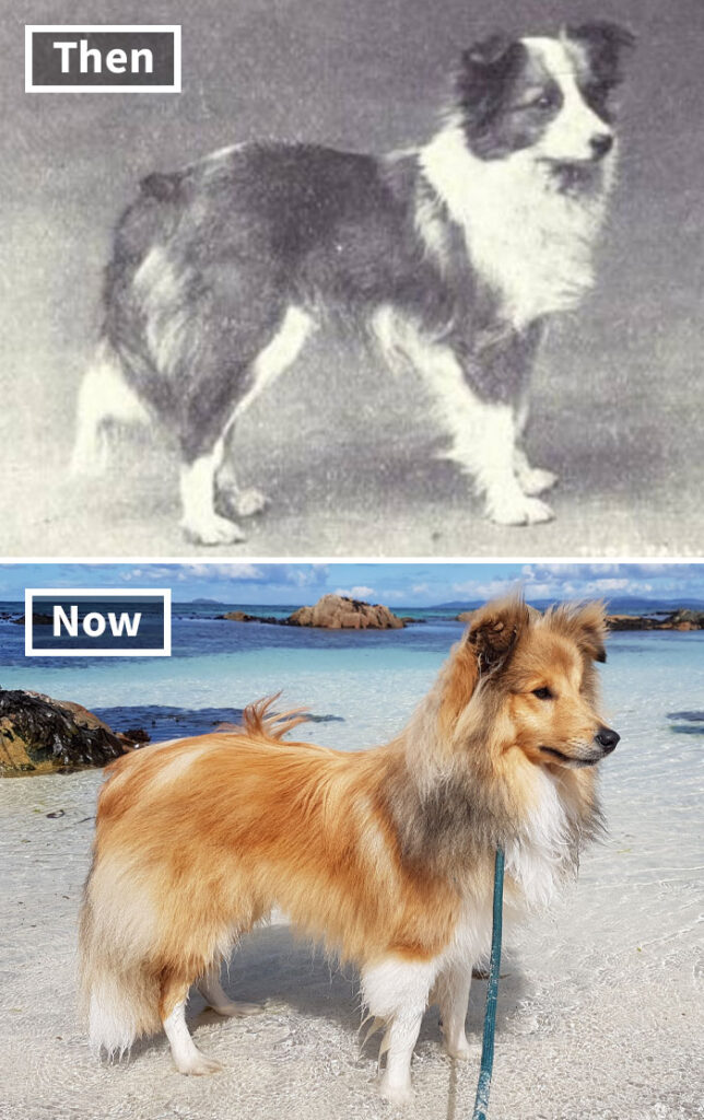 Shetland Sheepdog