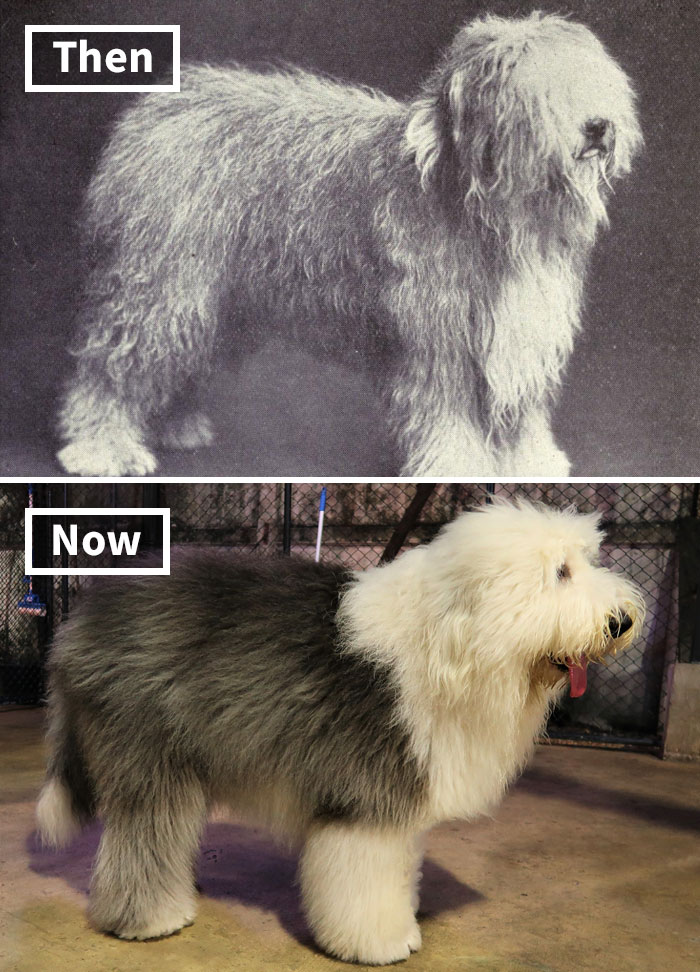 Old English Sheepdog