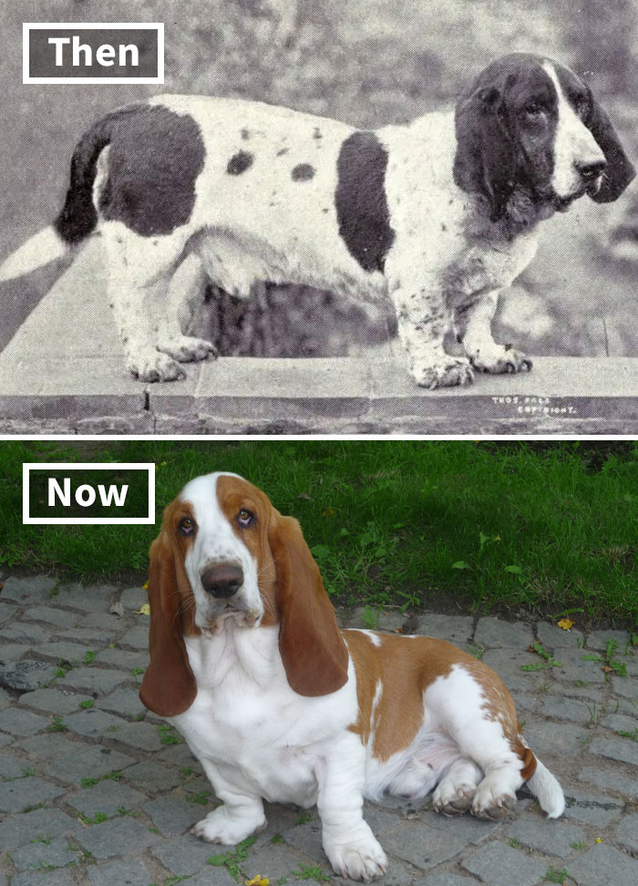 Basset Hound