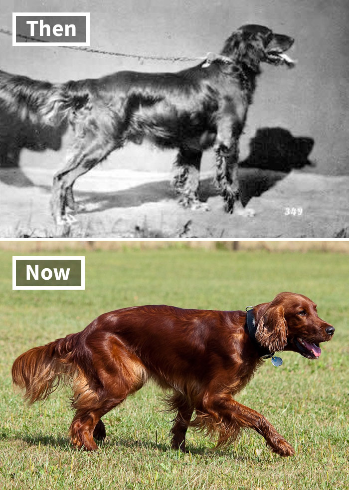 Irish Setter