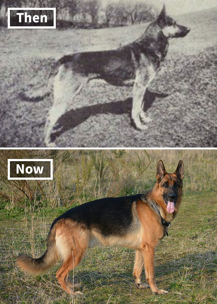 German Shepherd