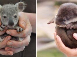 newborn panda,newborn rabbit,newborn bunny,newborn koala,newborn animals,new born rabbits,new born koala,newborn skunk,infant rabbit,infant bunny