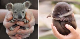newborn panda,newborn rabbit,newborn bunny,newborn koala,newborn animals,new born rabbits,new born koala,newborn skunk,infant rabbit,infant bunny