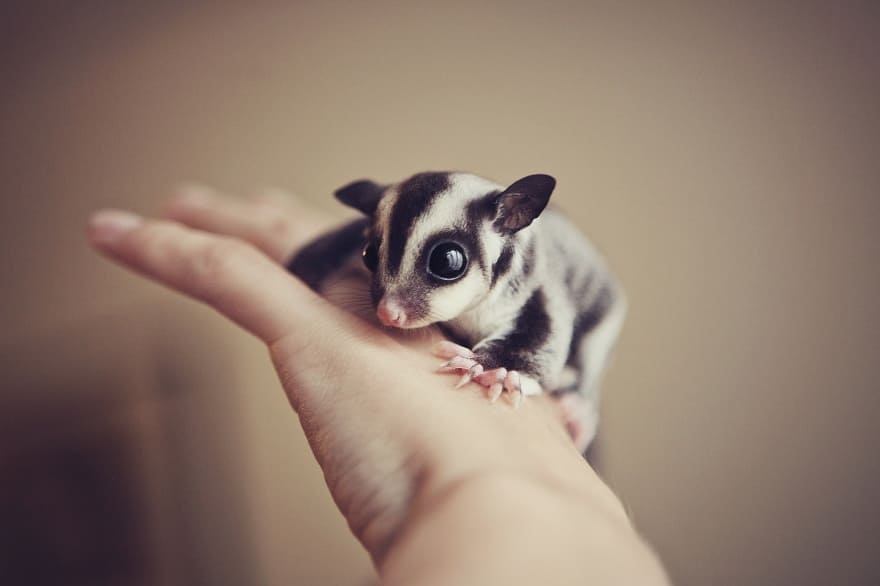 A baby sugar glider