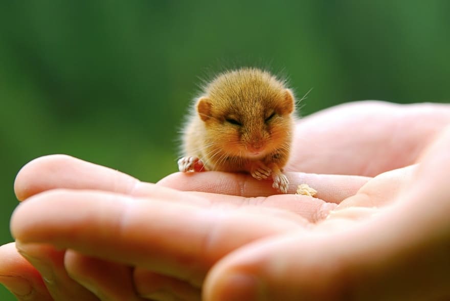 A baby hazel dormouse