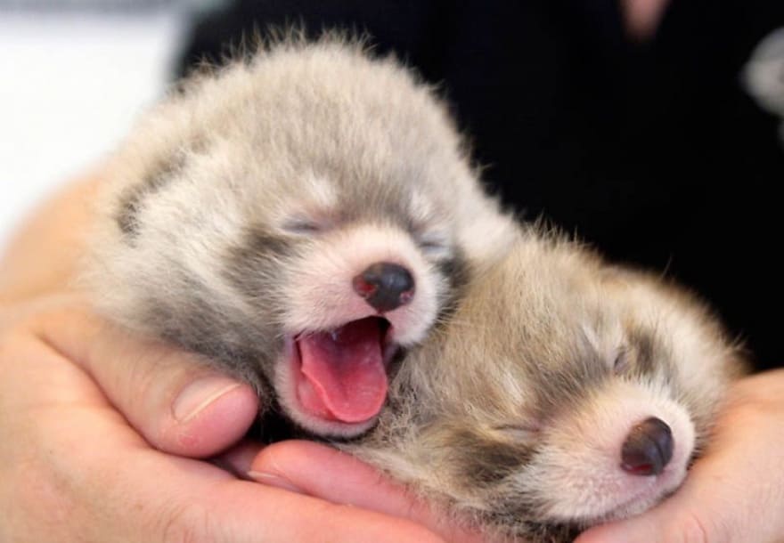 Baby red pandas