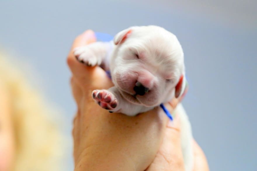 A newborn Golden Retriever puppy