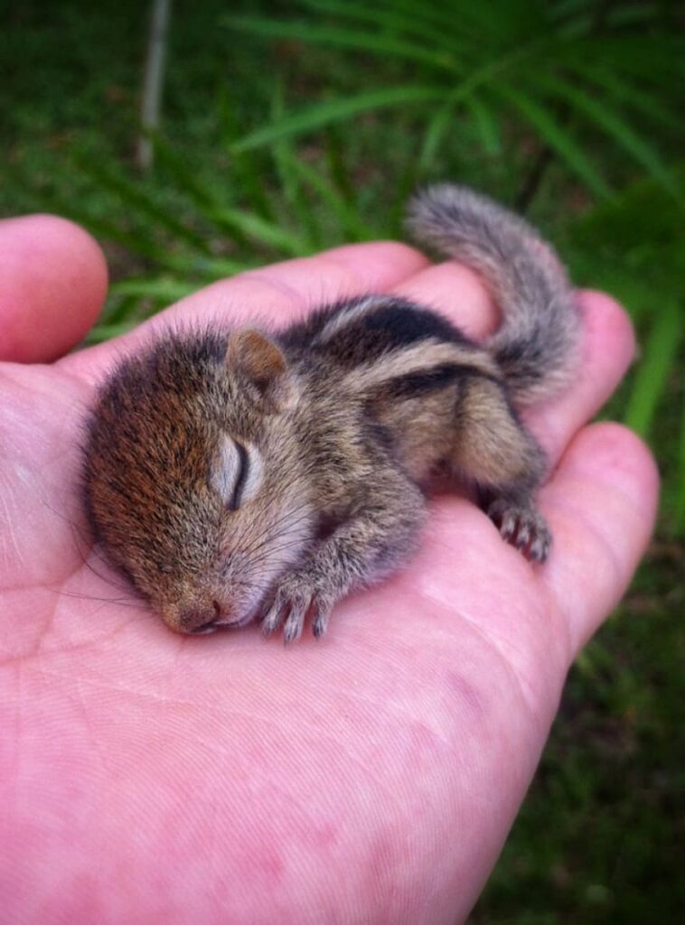 A baby chipmunk