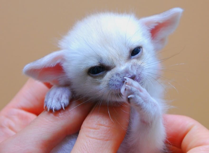 Another baby fennec fox