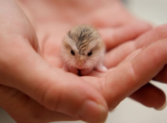 Another baby hamster. But this one is cuter.
