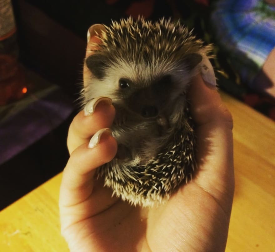 A baby hedgehog