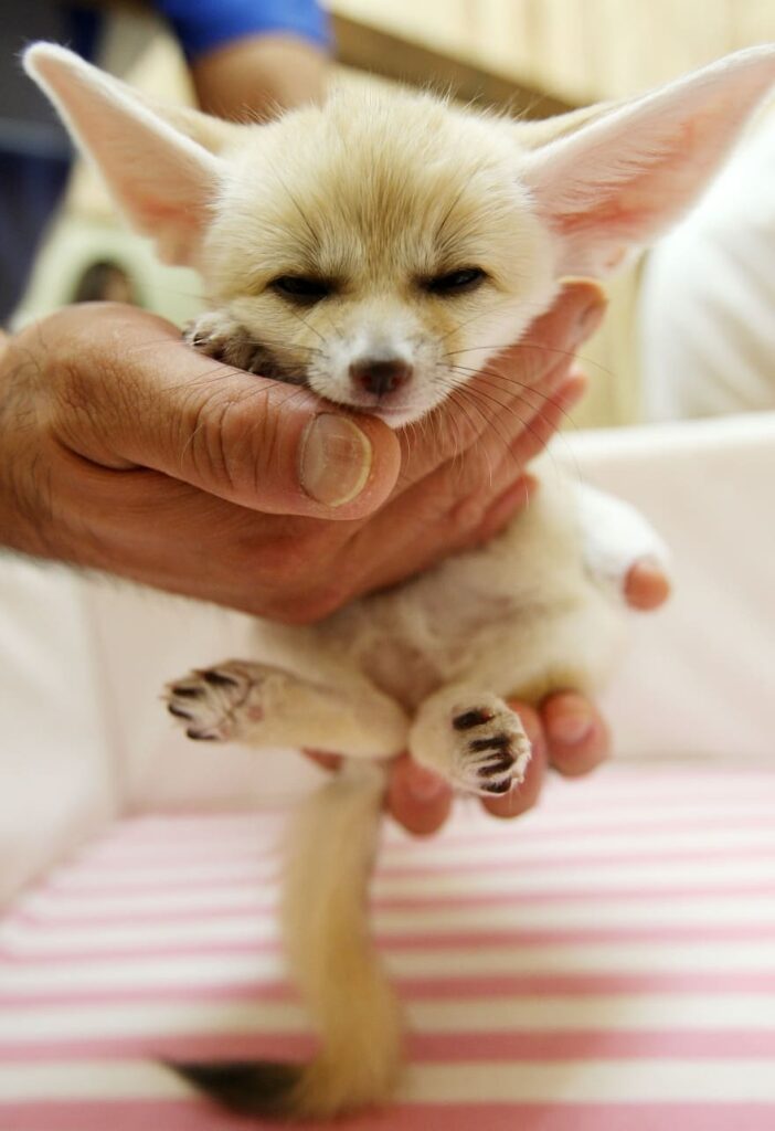A baby fennec fox