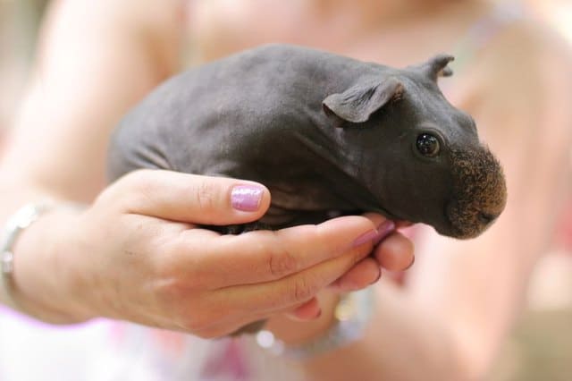 A baby guinea pig