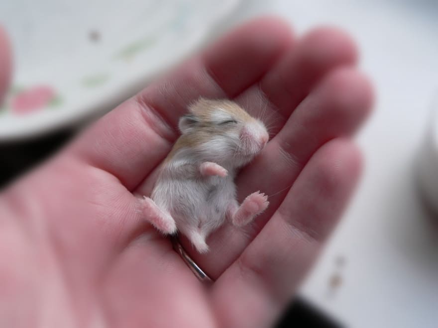 A baby jungar hamster