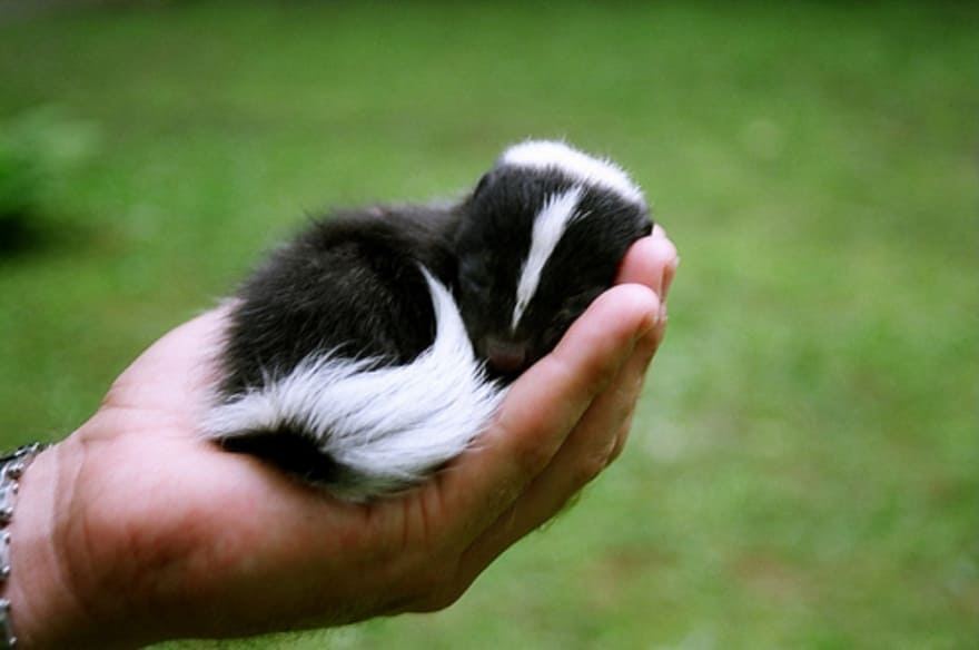 A baby skunk