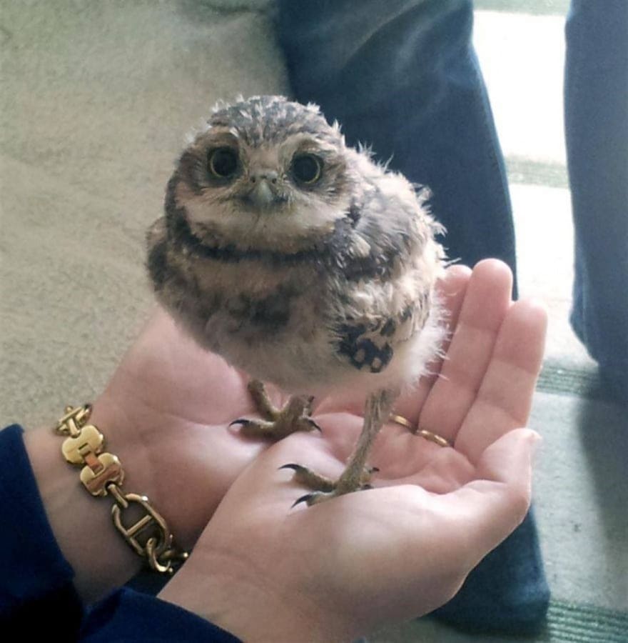 a baby burning owl