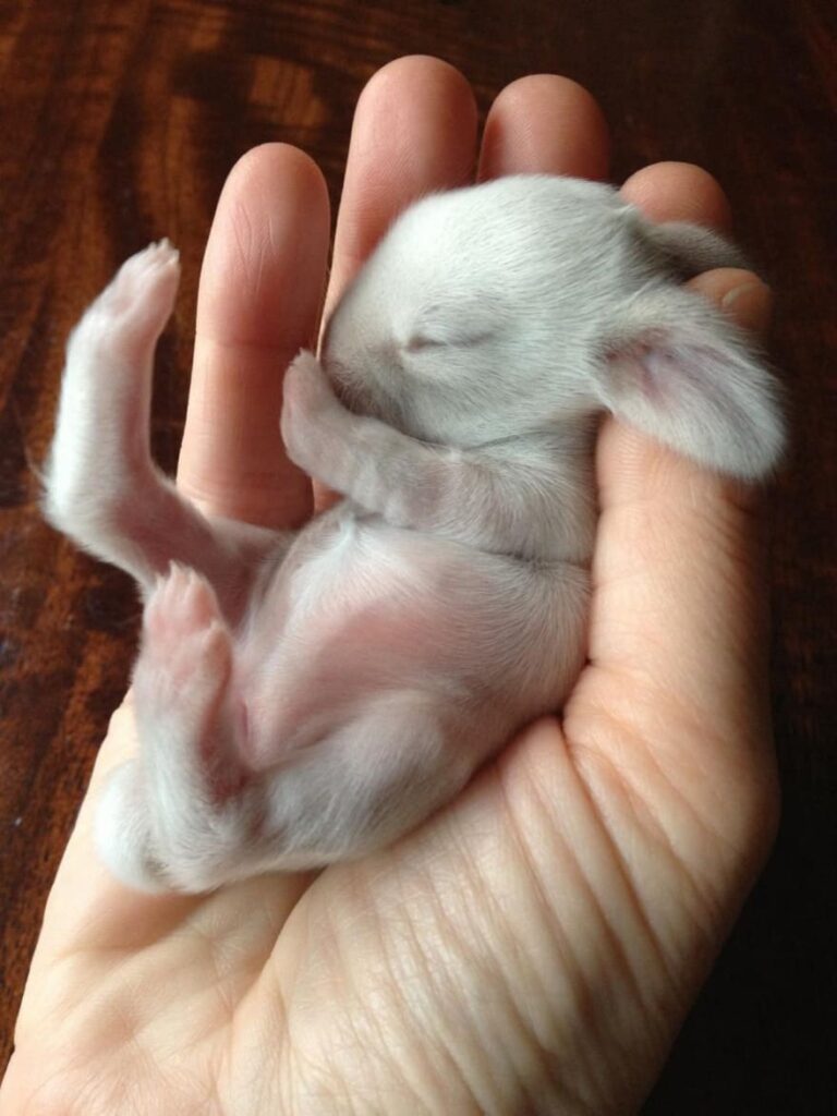 A baby rabbit