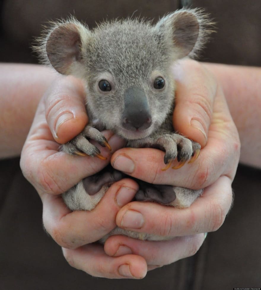 A baby Koala