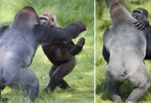 reunited two gorilla brothers