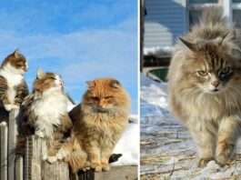 Majestic Cats, Sweet Cats, Cute Cats, Alla Lebedeva