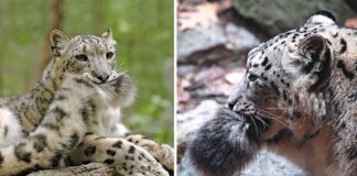 snow leopards, white snow leopards, fluffy, fluffy tails