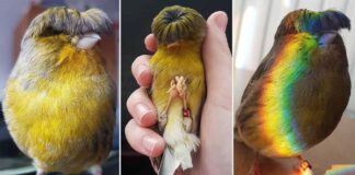 Cute Little Bird, Stunning Haircut, unusual hairstyles, Gloster Canary, groovy haircut, perfect bowl cut, Gloster Canaries, Canary Islands,