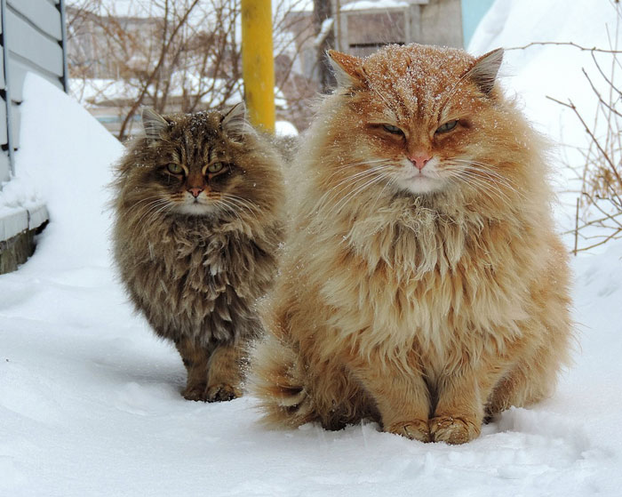 Siberian fluffy balls