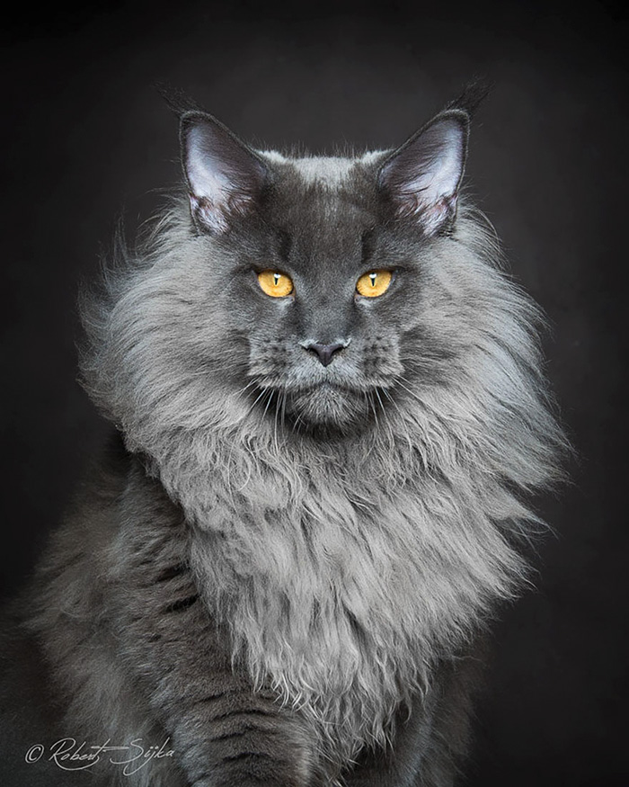 A Maine Coon cat. Their prestigious look is impressive.