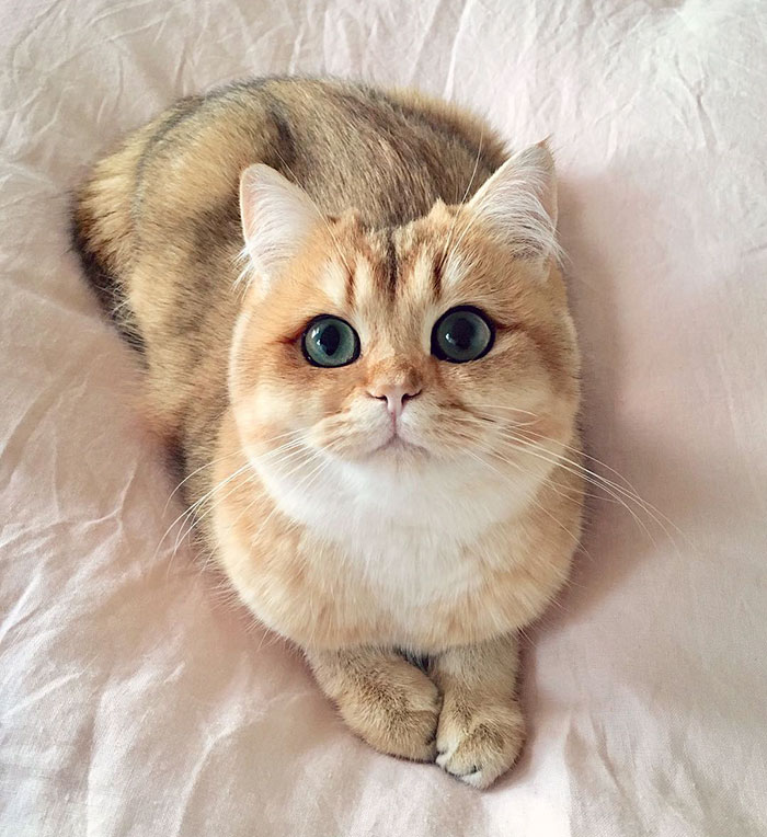 This Golden British Shorthair kitten has flawless winged eyeliner