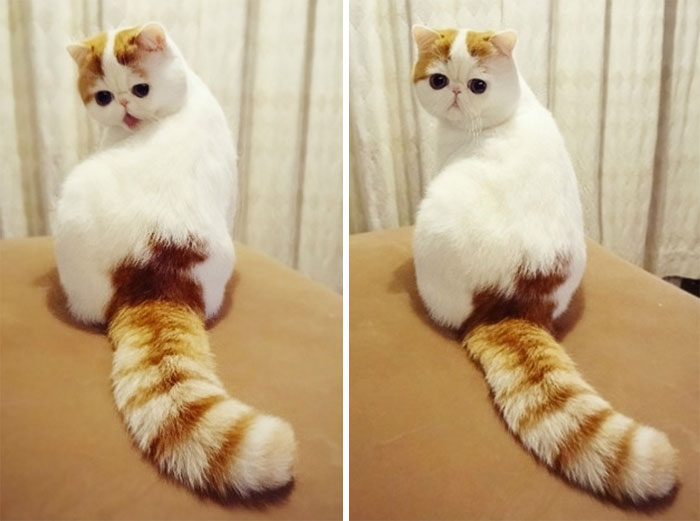 A shorthaired cat with a gorgeous tail