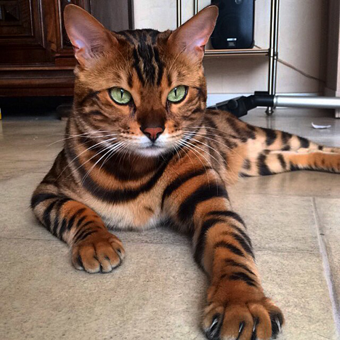 This Bengal cat is named Thor. It has a striking coat of fur.