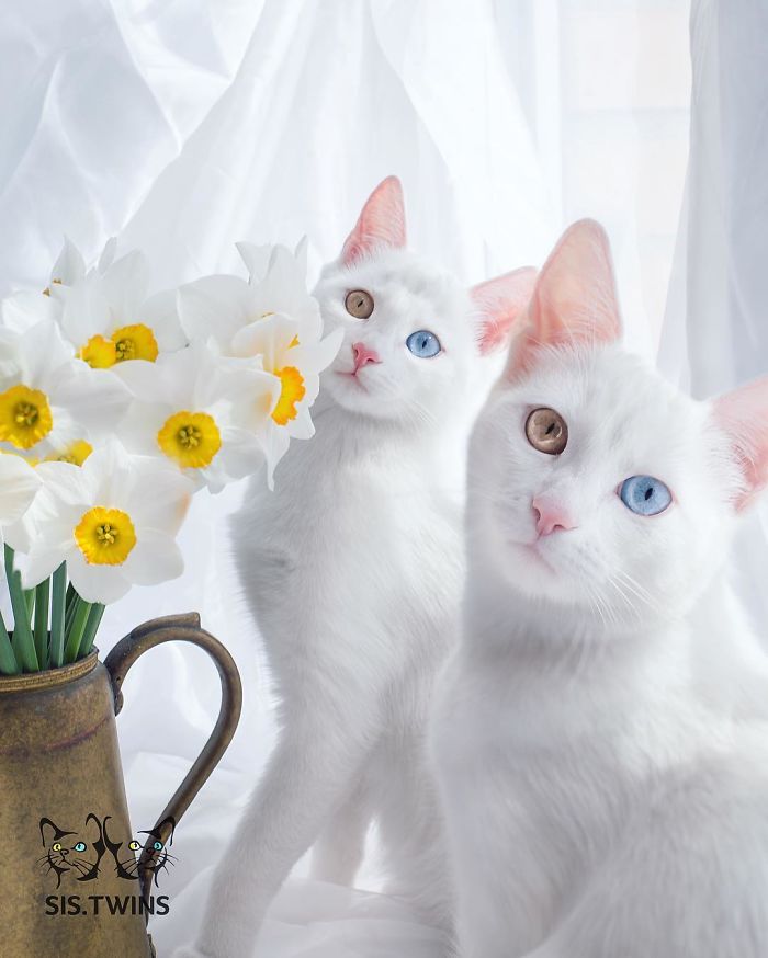 This is Iriss and Abyss. They are twins with heterochromia.