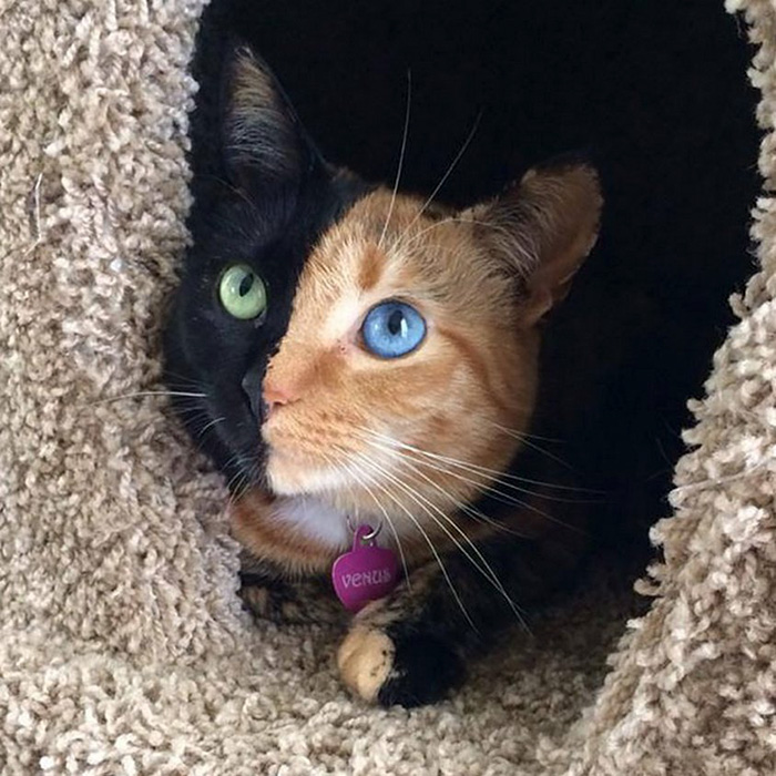 Venus, the chimera cat