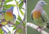Pink Necked Green Pigeon