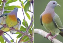 Pink Necked Green Pigeon