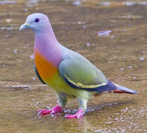 Pink Necked Green Pigeon