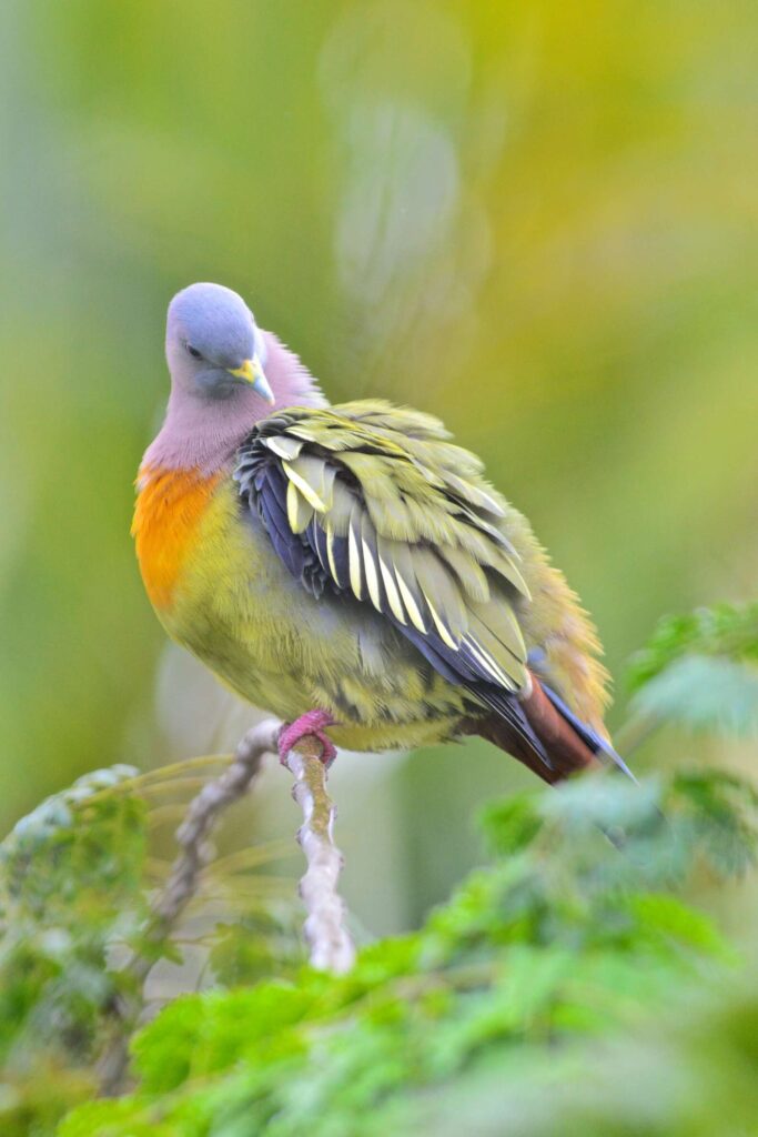 Pink Necked Green Pigeon