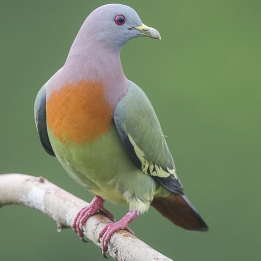 Pink Necked Green Pigeon