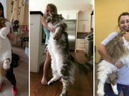 large cats,huge cats breeds,big cats for pets,big cats domestic,big cats as pets,black big cats,big cats breeds