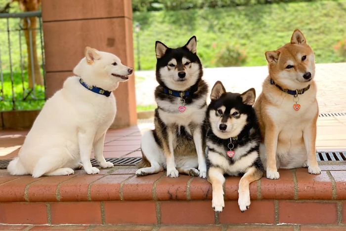 White Shiba Inu