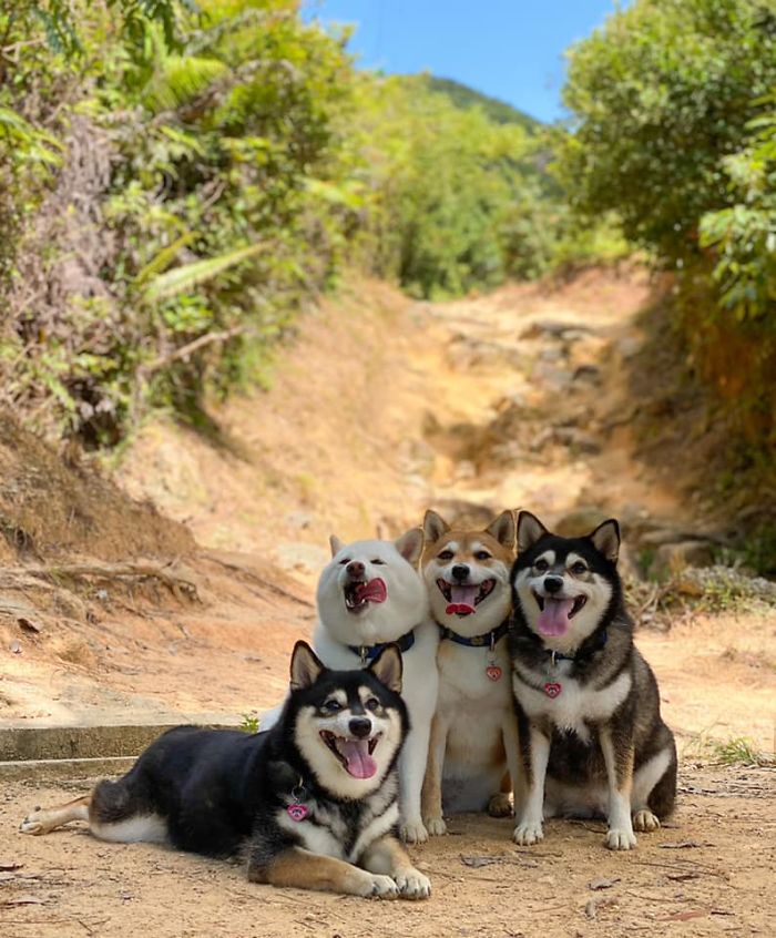 White Shiba Inu