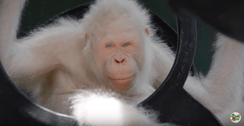 Alba, the Bornean Orangutan, the world's most unique ape with white fur and attractive blue eyes